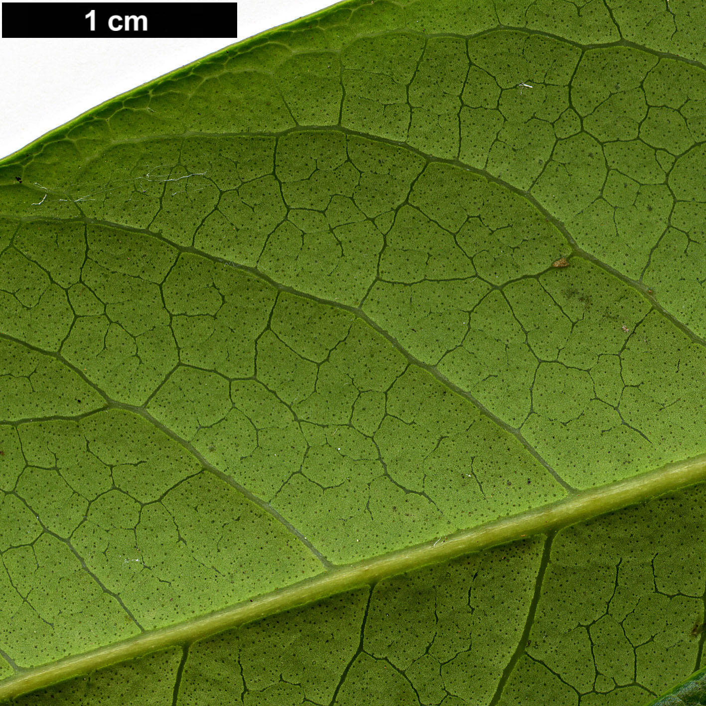 High resolution image: Family: Oleaceae - Genus: Osmanthus - Taxon: yunnanensis